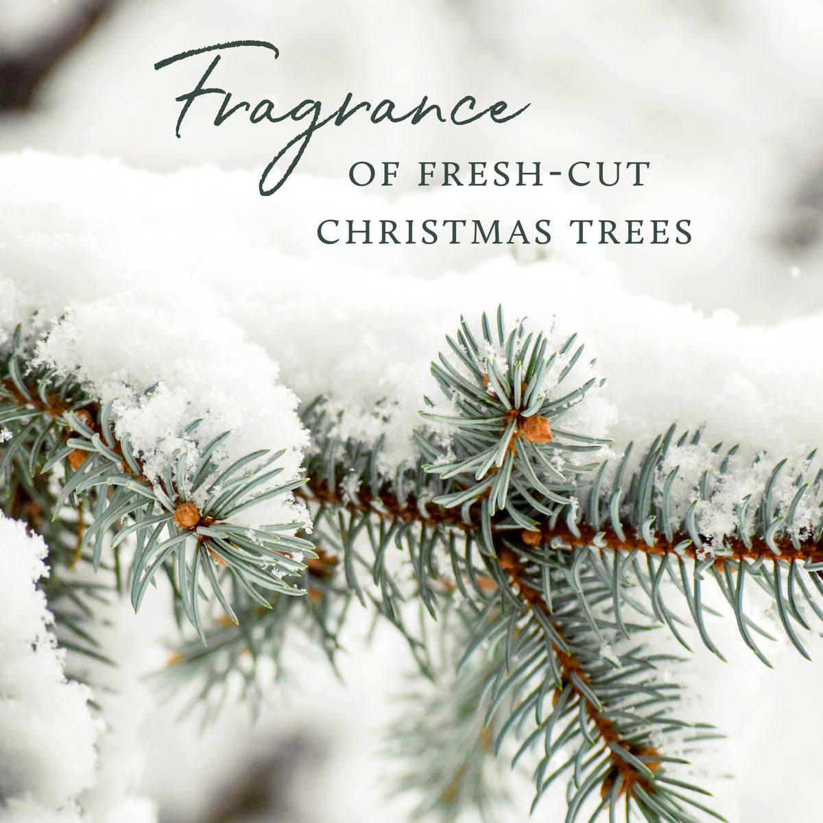 Car Air Freshener Diffuser with Fir, Cedarwood & Sandalwood Scent